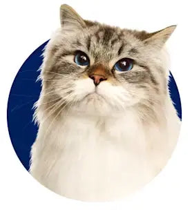 Cat - Petssify -