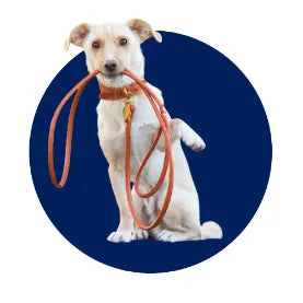 Dog holding a leash on a blue background