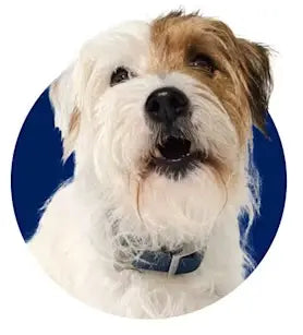 Dog - Petssify -
