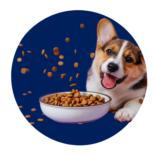 Feeding Essentials - Petssify -